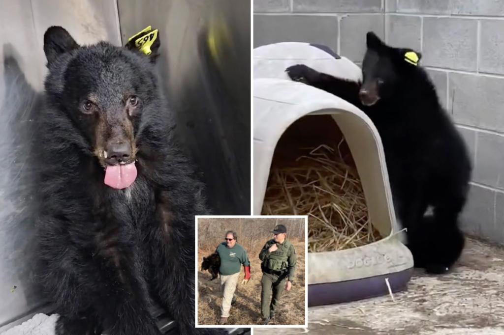 New York wildlife rescue busy caring for orphaned black bears: ‘Miracle they survived’