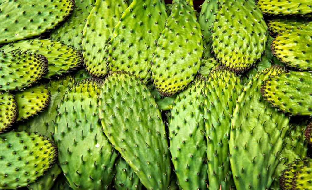 What animal turned a Santa Clara car into a prickly pear pantry?