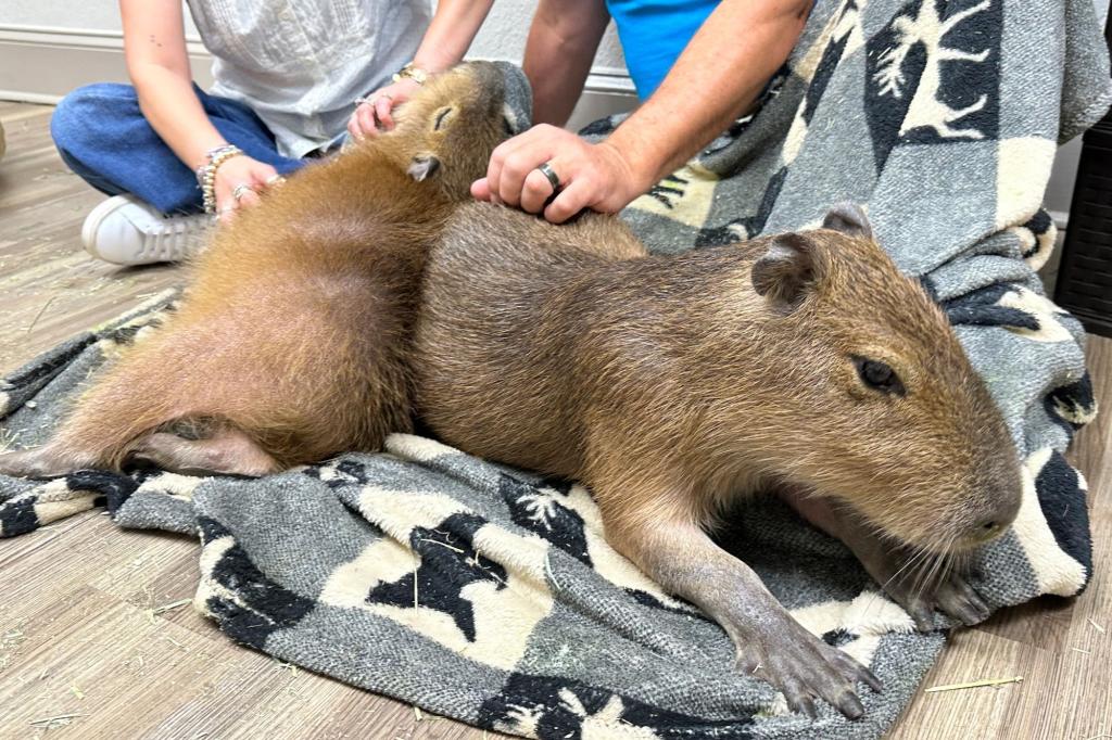 Capybara Cafe in Florida lets visitors cuddle with giant rodents
