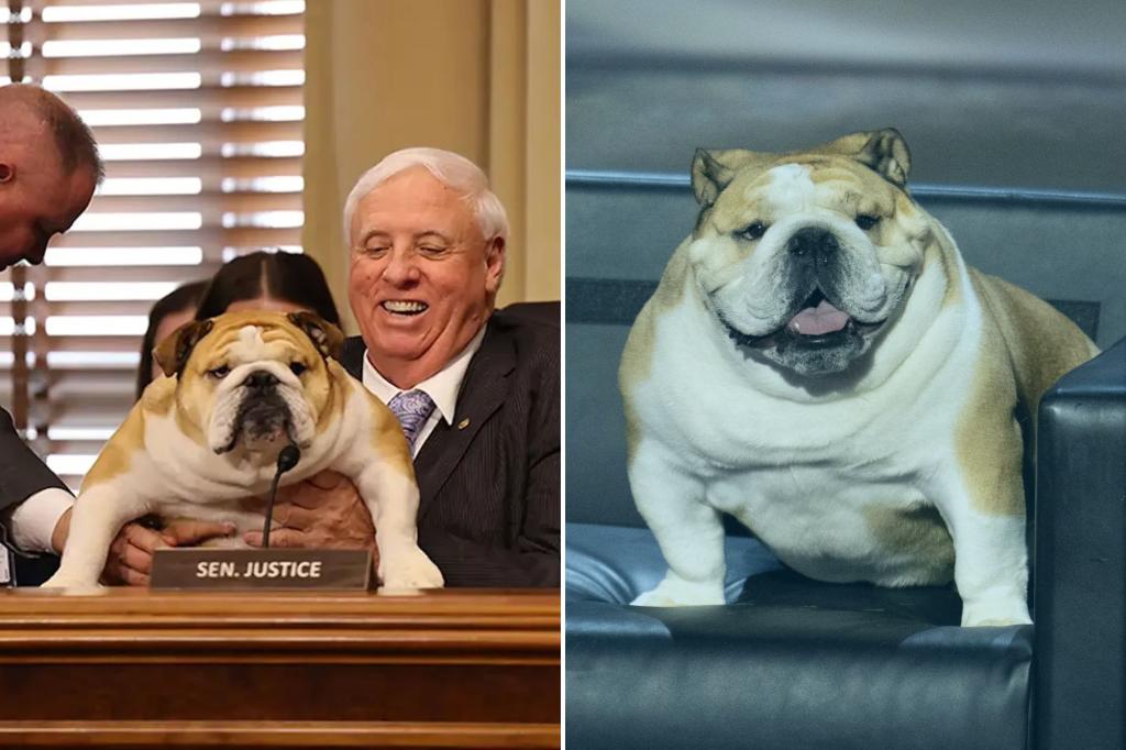Babydog , Sen. Justice’s bulldog, ‘testifies’ at hearing