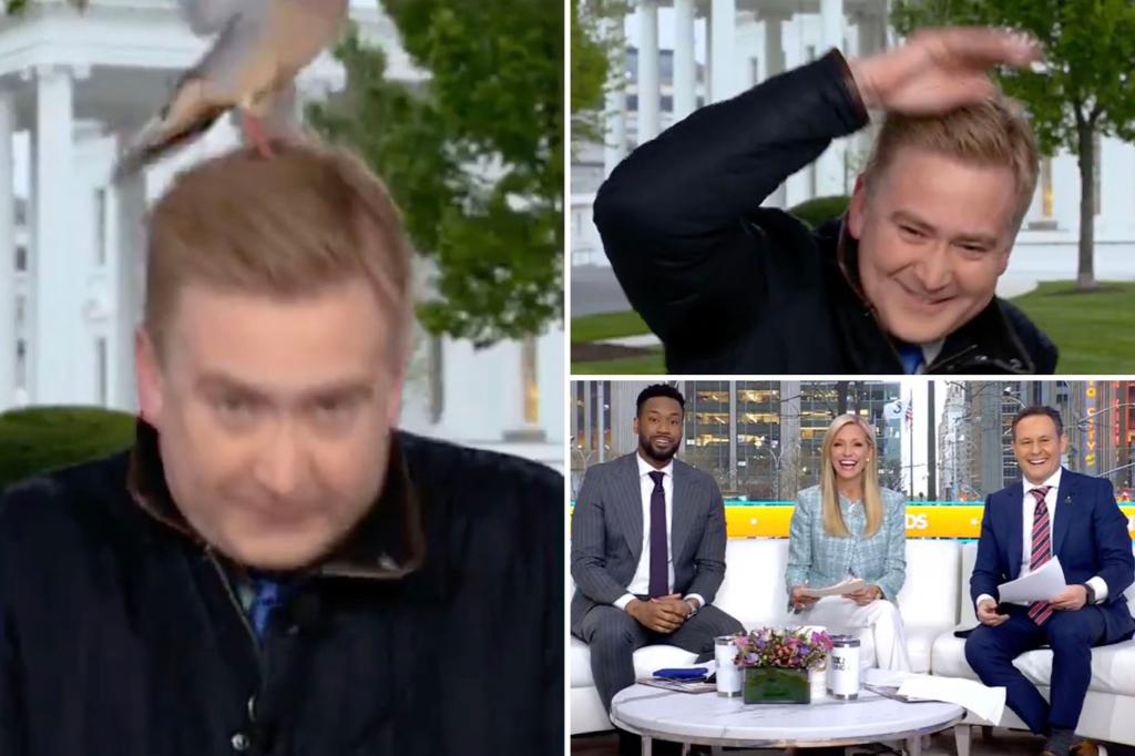 Bird attacks Fox News’ Peter Doocy outside White House as mouse scurries around briefing room