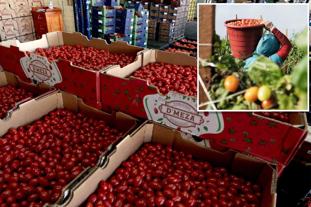 Trump administration to slap Mexican tomatoes with 21% ‘antidumping duty’