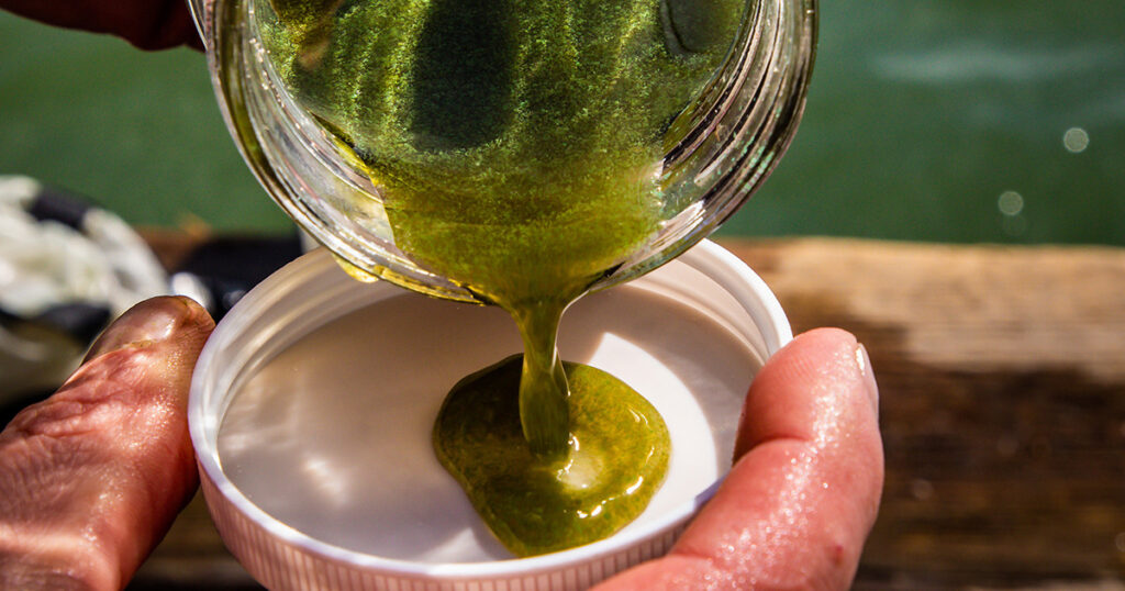 Trump Decimates NOAA Lab Protecting Great Lakes from Toxic Algae Blooms — ProPublica